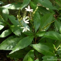 Pseuderanthemum latifolium (Vahl) B.Hansen